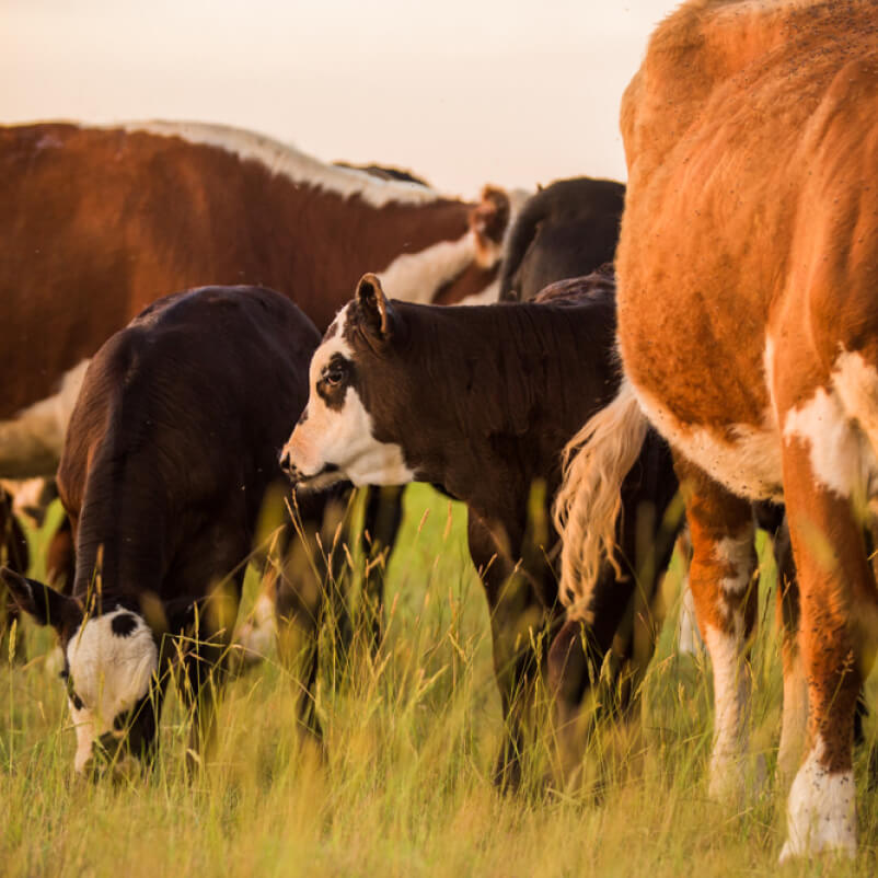 Deux veaux et deux vaches qui broutent