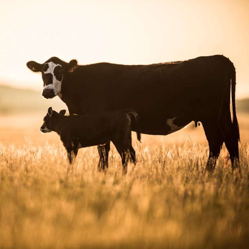 A cow and her calf standing in a field at sunset