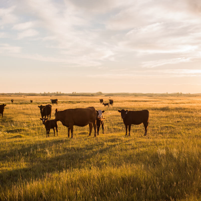Cattle in a pasture at sunset
